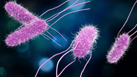 Magnified image of Salmonella
